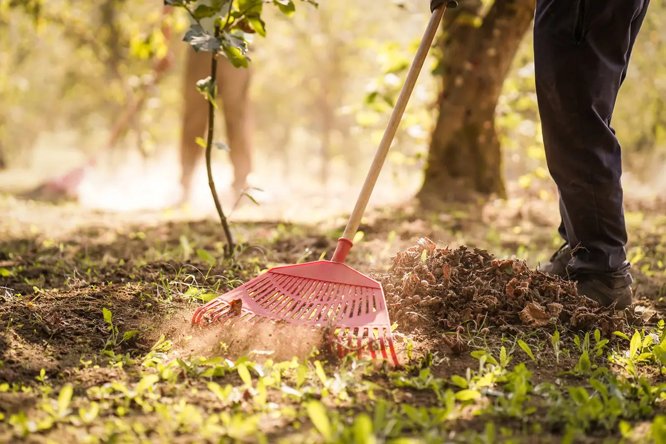 A rake gathering the fallen hazelnuts on the orchard floor