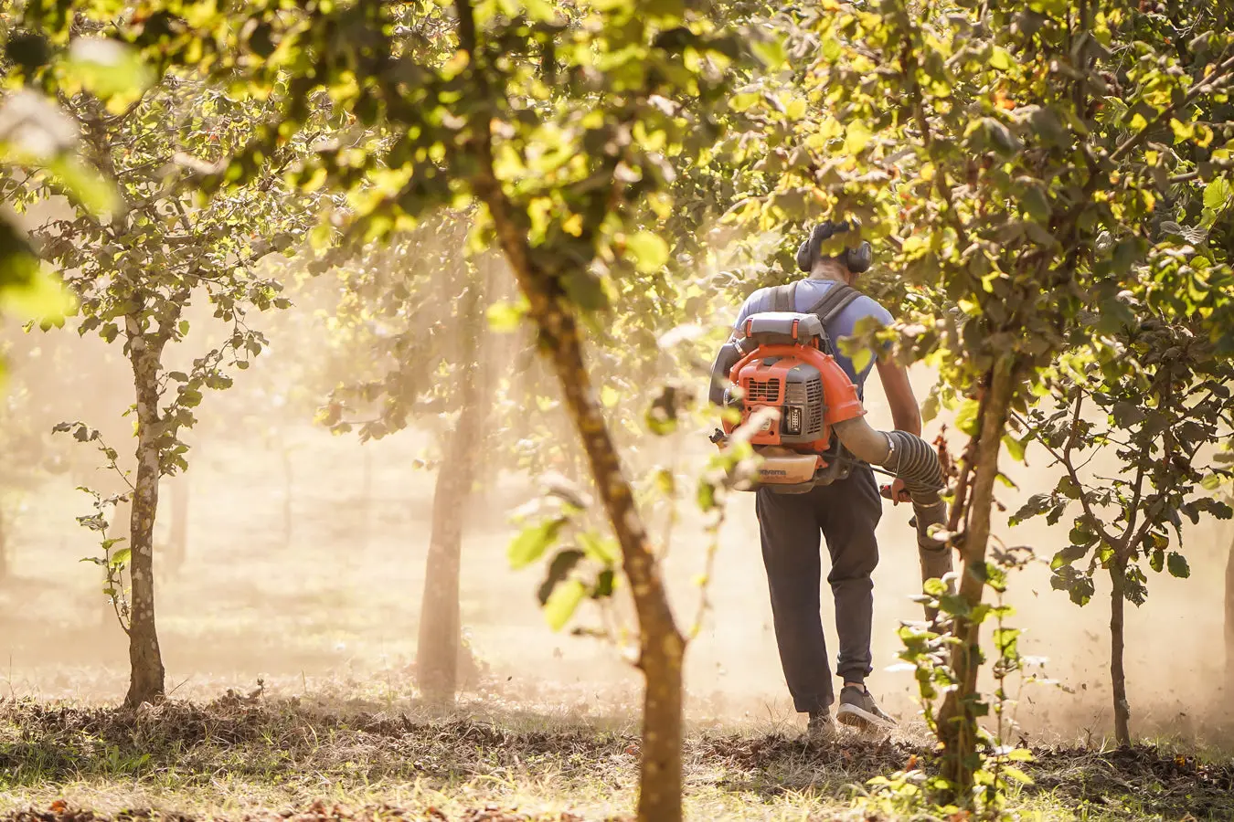 The Maietta family's hazelnut orchard in Avella in the morning light