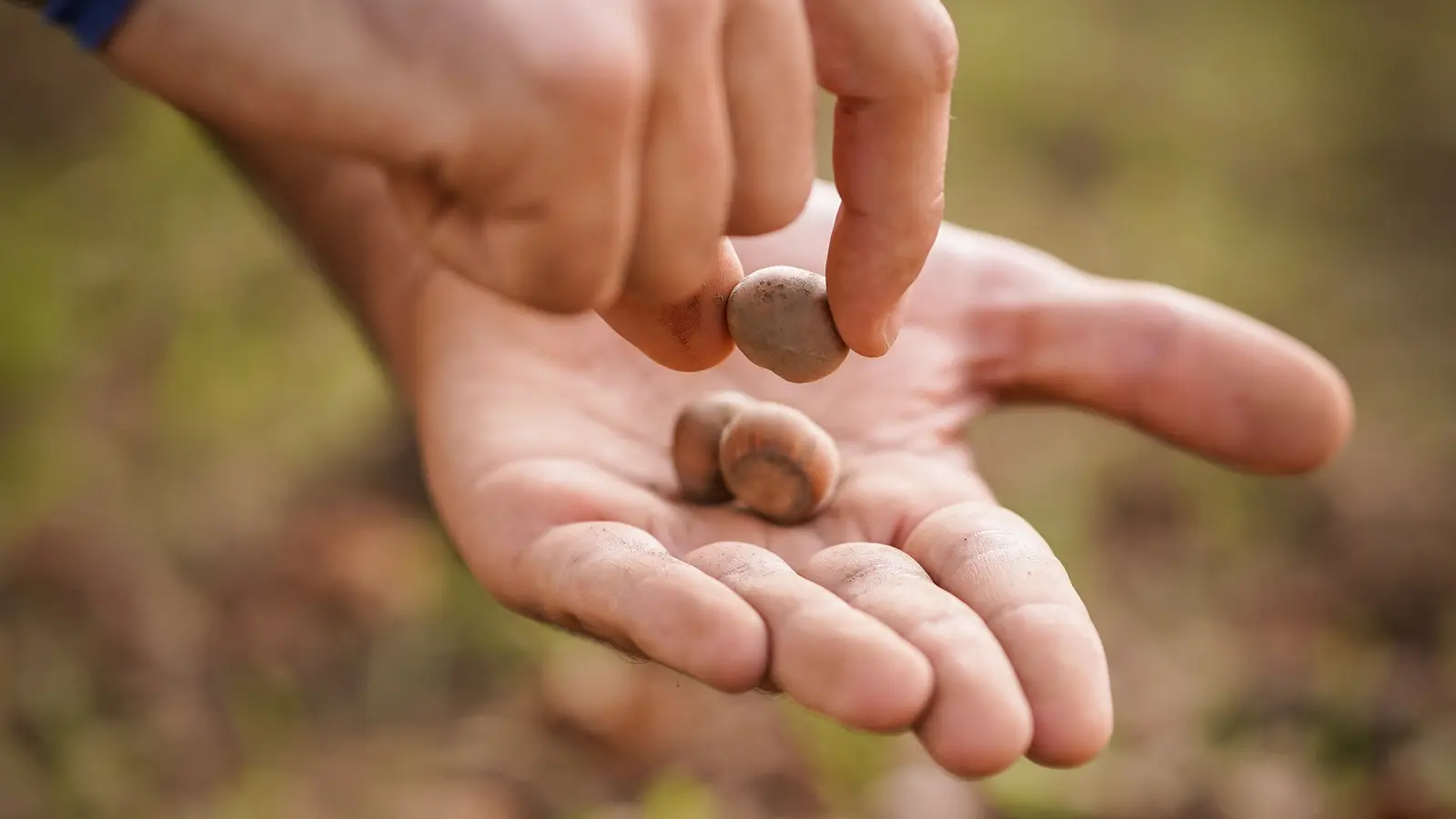 Hands harvesting hazelnuts in the Avella orchard