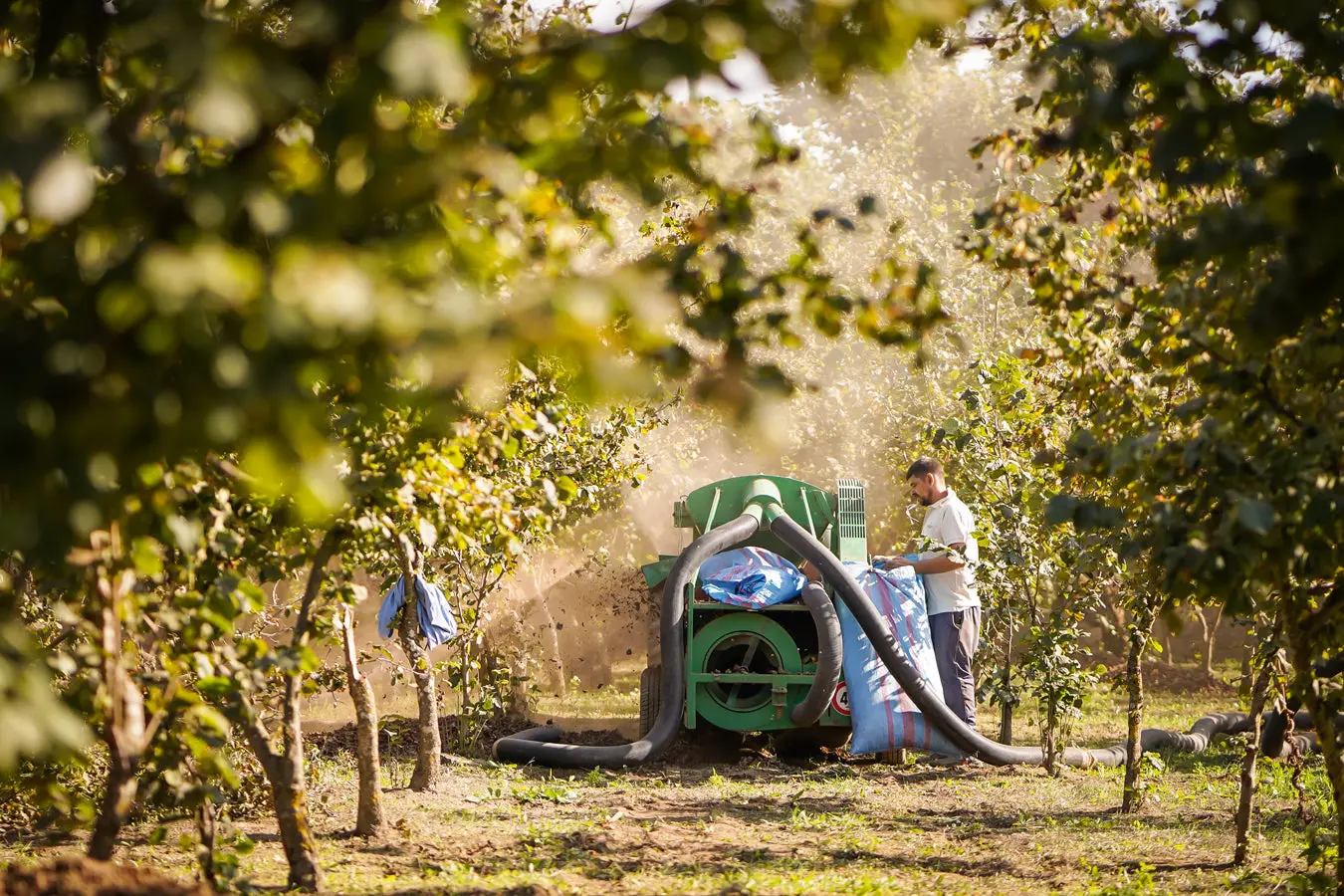 Harvesting hazelnuts in the Maietta family's orchard in Avella