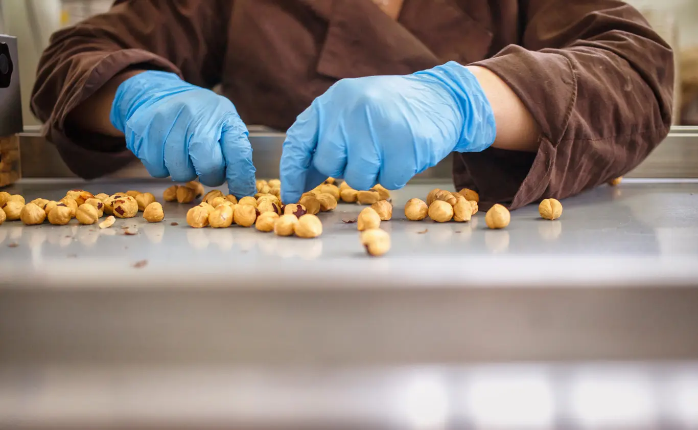 Roasted hazelnuts hand-sorted on the workshop bench